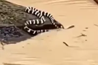 China floods: 900 snakes escape snake farm amid historic rainfall and rare tornadoes