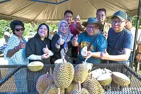 Perak durian growers hold steady despite glut