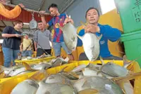 Operators race to save fish farms in Penang