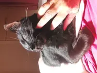 Katz Tales: Putting our cat on a diet sparks a war of wills