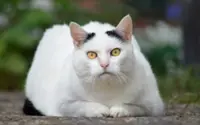 Is your cat too fat? How to tell if your cat is obese