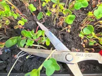 How to go big with microgardening and get a big harvest from a small space