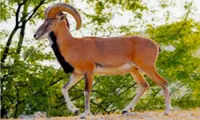Rare wild sheep make comeback in northern Pakistan’s rugged mountains