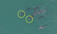 Dolphins seen carrying dead calves off Jeju raise concern