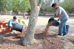How to mulch your garden beds without harming plants
