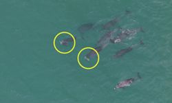 Dolphins seen carrying dead calves off Jeju raise concern