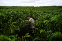 Trump urged to keep tariff off Brazil coffee