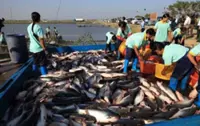 Myanmar exports over 62,000 tonnes of fishery products in first three months of FY 2026-27