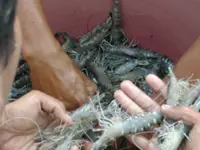 Malaysia, Thailand in talks to resolve sea bass, prawn trade issues