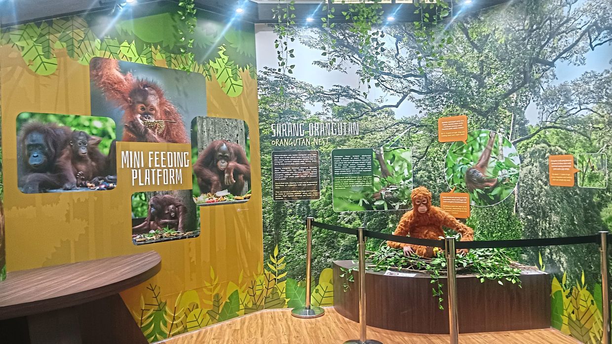 Sepilok Orangutan Rehabilitation Centre focuses on rehabilitation and conservation.