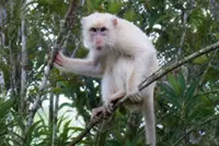 Rare ‘white’ macaque draws protection drive in Philippines' Sultan Kudarat