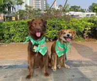 More than love: The real costs of owning a dog