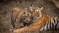 National Tiger Conservation Authority’s rescue plan raises hopes for wildlife care in India's Jharkhand