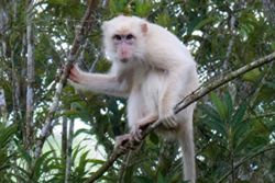 Rare ‘white’ macaque draws protection drive in Philippines' Sultan Kudarat