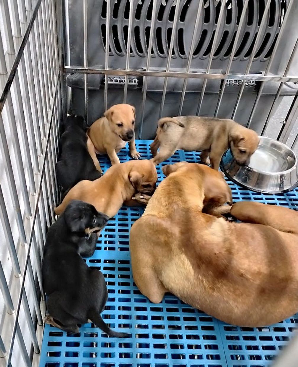 Second chance: Some of the stray dogs rescued by the SPCA. The organisation is urging people to have empathy and be responsible pet owners to reduce the number of strays.