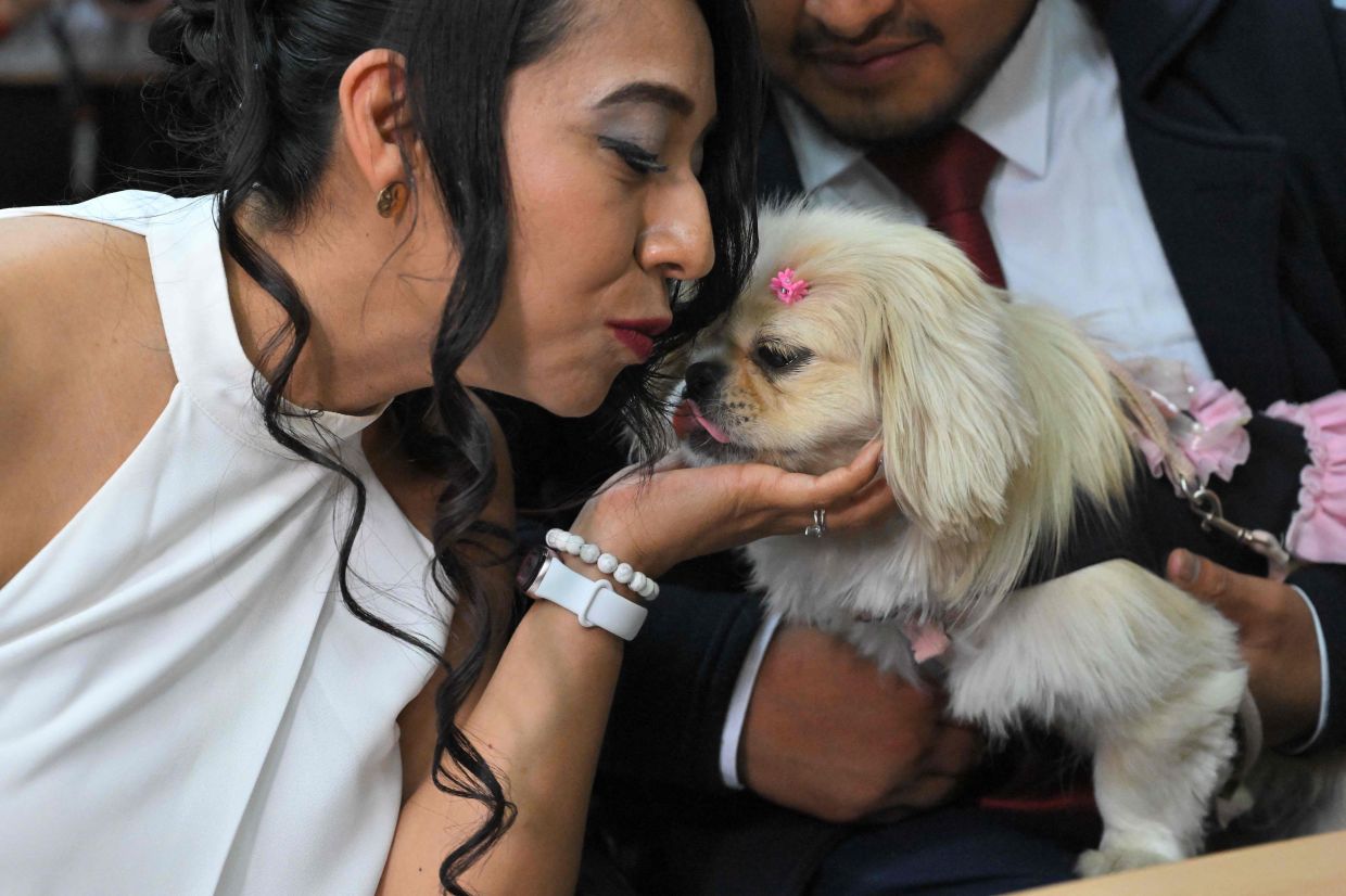 Andres Alquiga and Diana Tupiza pamper their pet Luna -a symbolic witness to their marriage at the central civil registry office in Quito.