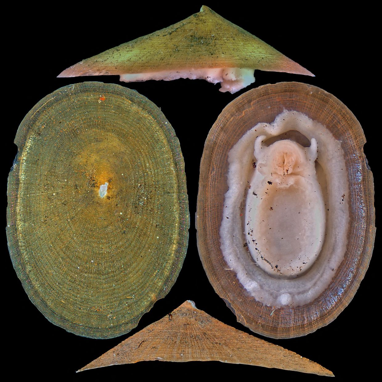 Deep-sea mining menaces molluscs, conservationists warn in updated 'Red ...