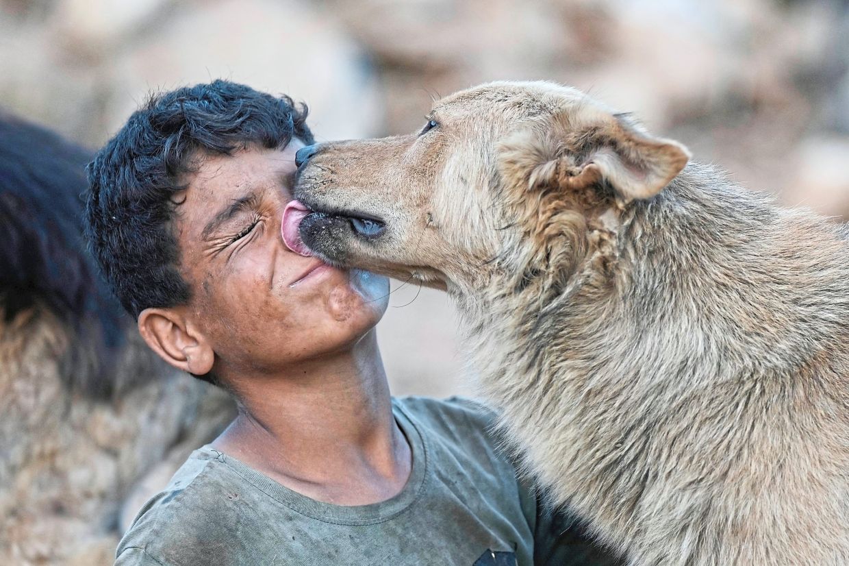 Lucy, a dog left behind by her owners, licking the face of Bashar Hilal, one of the volunteers helping out at the animal shelter.