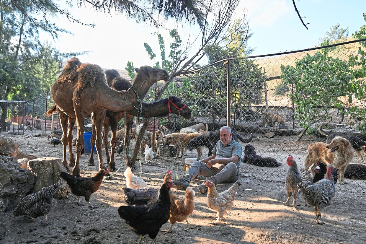 Apart from dogs and other pets, Hussein's animal shelter also houses farm animals like chicken, and even camels.