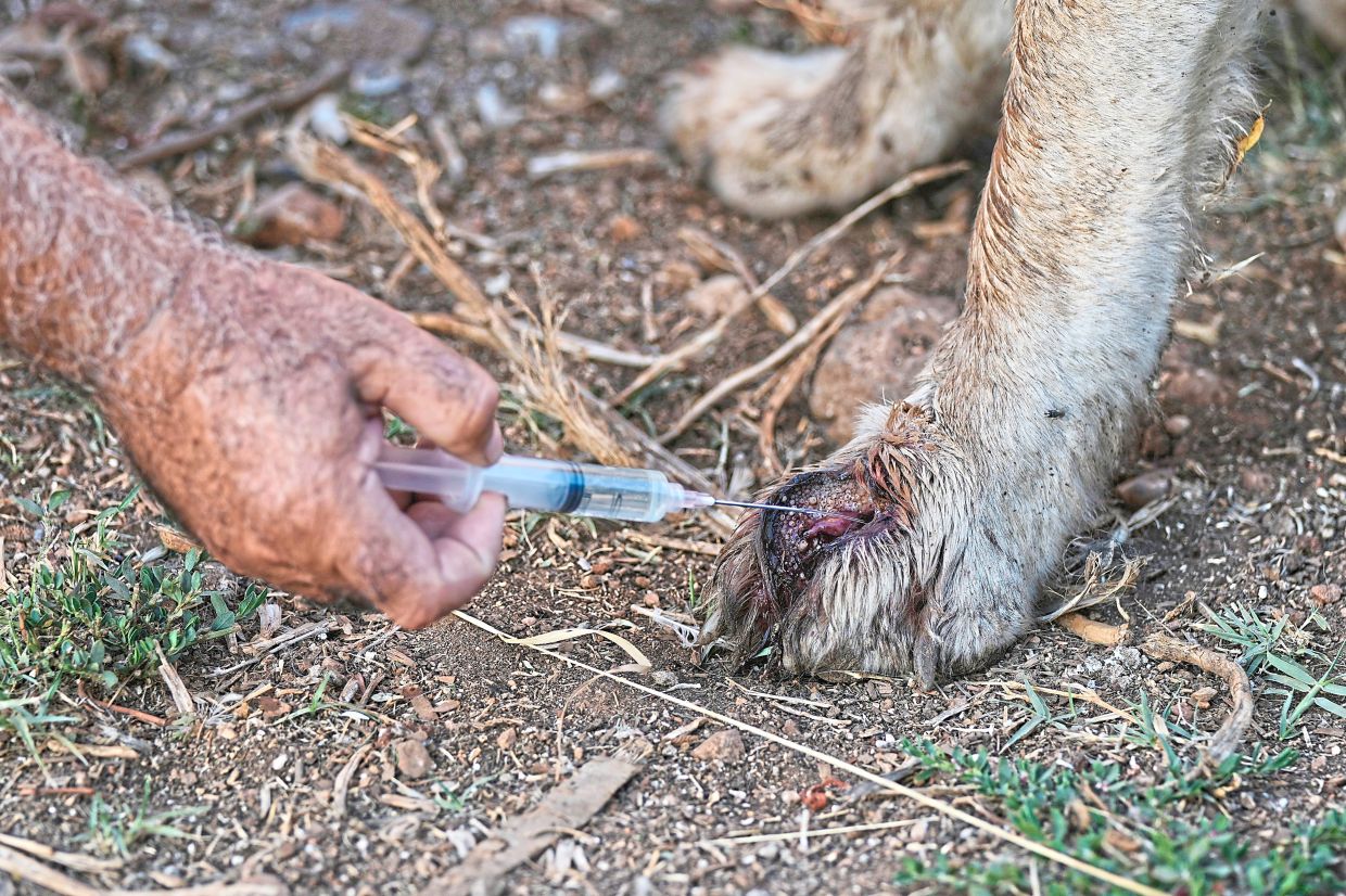 Hussein treating a dog's injured foot.