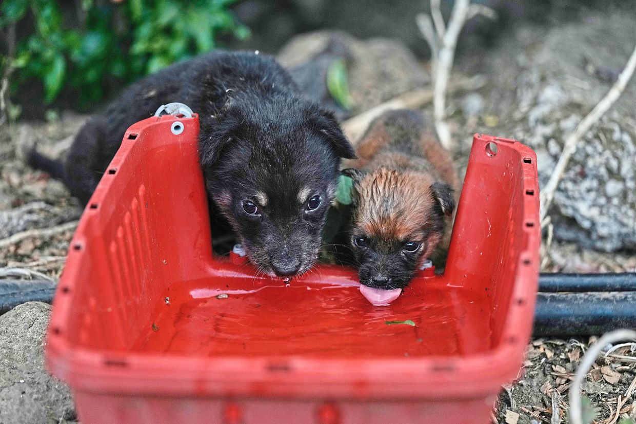 When the war broke, most people were forced to flee their homes in a rush and leave their pets behind.