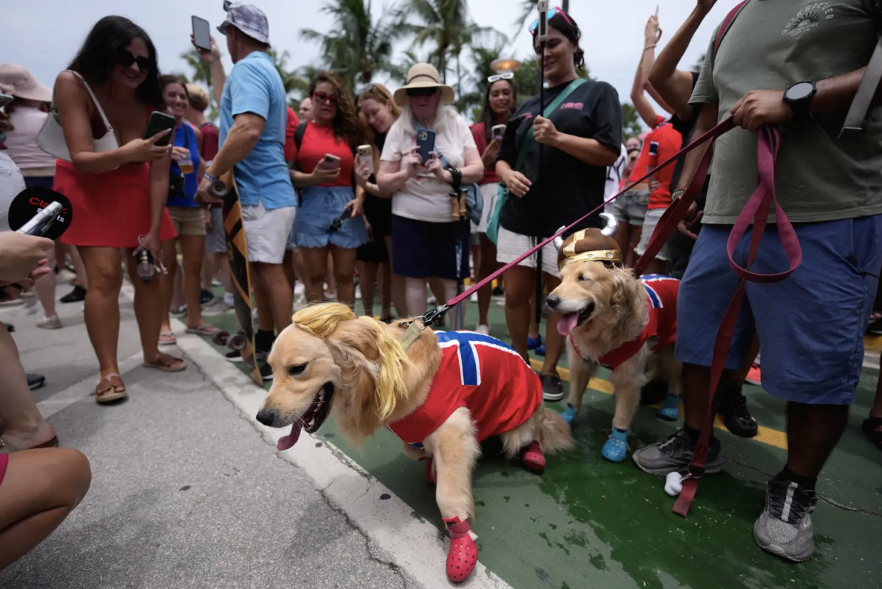 A pair of dogs wear Norway’s flag, a Viking helmet and a blond ponytail hairpiece suggestive of striker Erling Haaland’s hair. Photo: AP