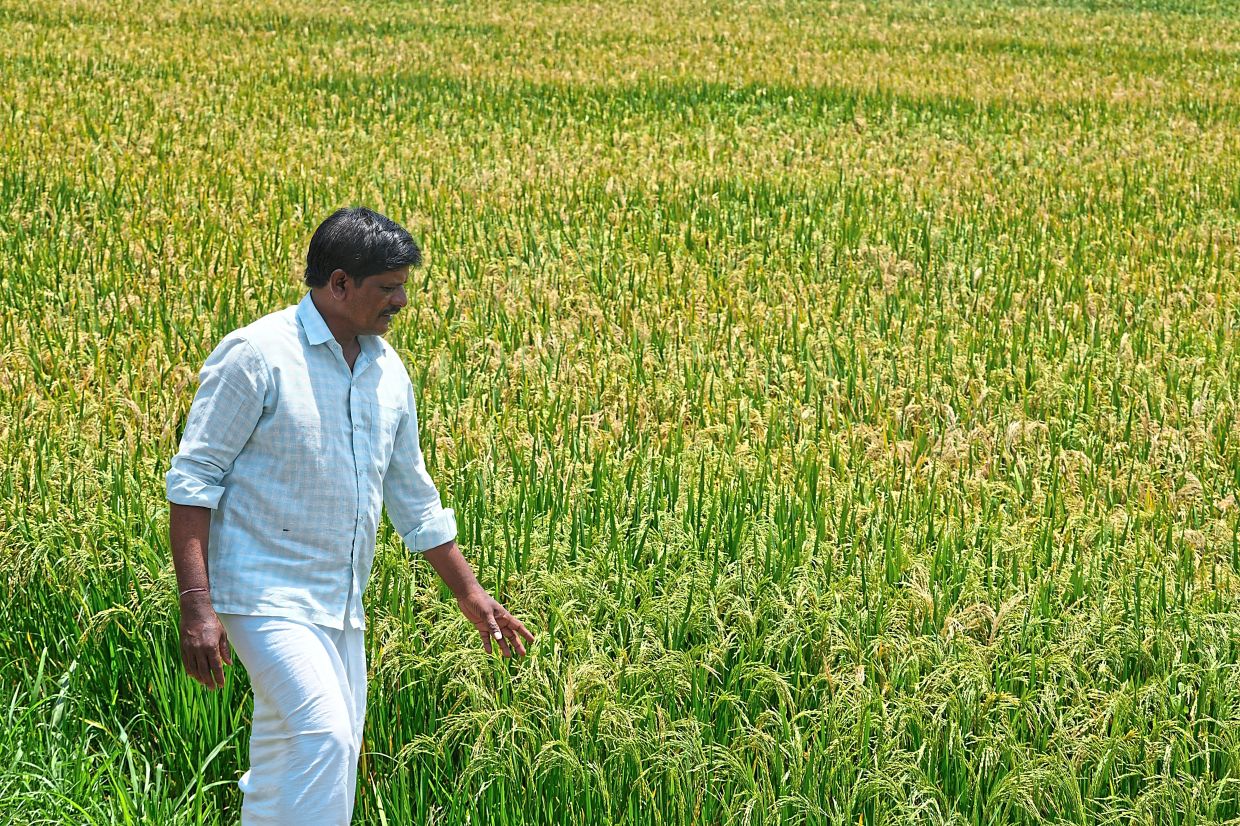 Kavali Narsimhulu walks through his paddy fields in Padmaram village, Ranga Reddy district, about 70km from Hyderabad, India. The country imports 60% of its fertiliser from the Gulf.