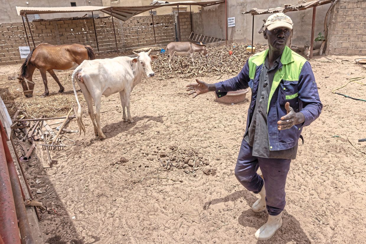 Gora Samba, one of many farmers making their own compost from animal manure, seen at an animal farm in Meouane, Senegal.