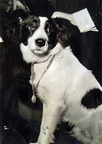 Pickles, the good boy who saved the World Cup. Photo from Wikipedia.