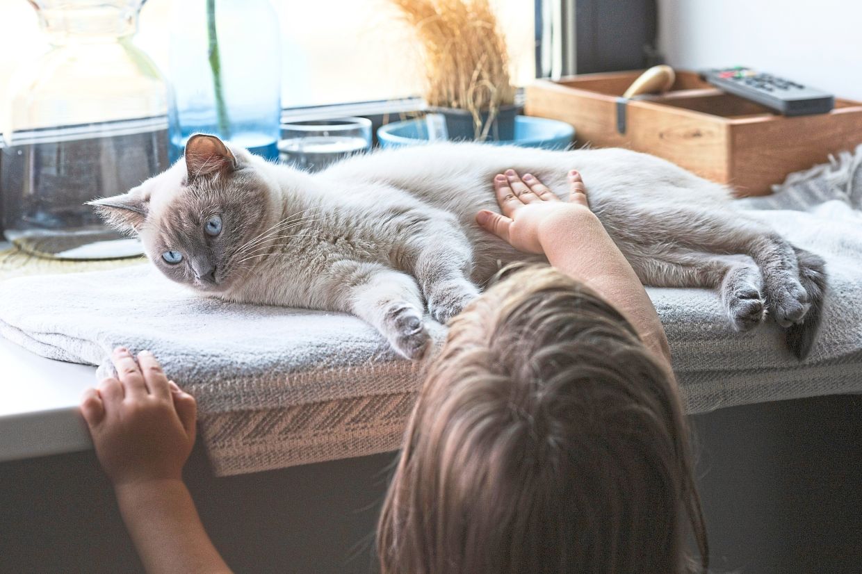 Research have discovered that sharing a living space with cats will not exacerbate asthma in children.