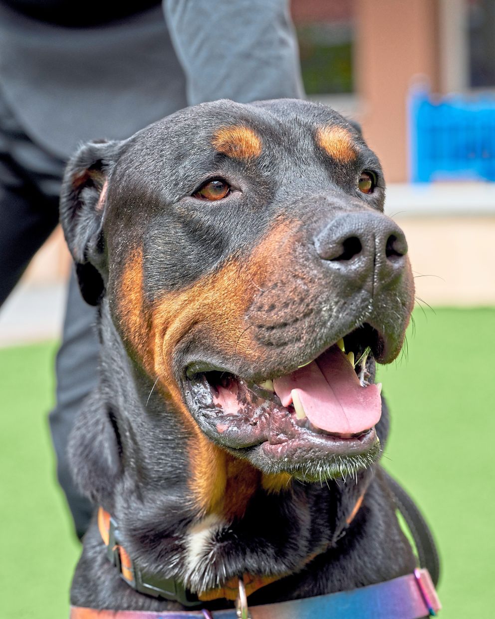 Some homeless shelters are seeing the benefits of making room for pets.