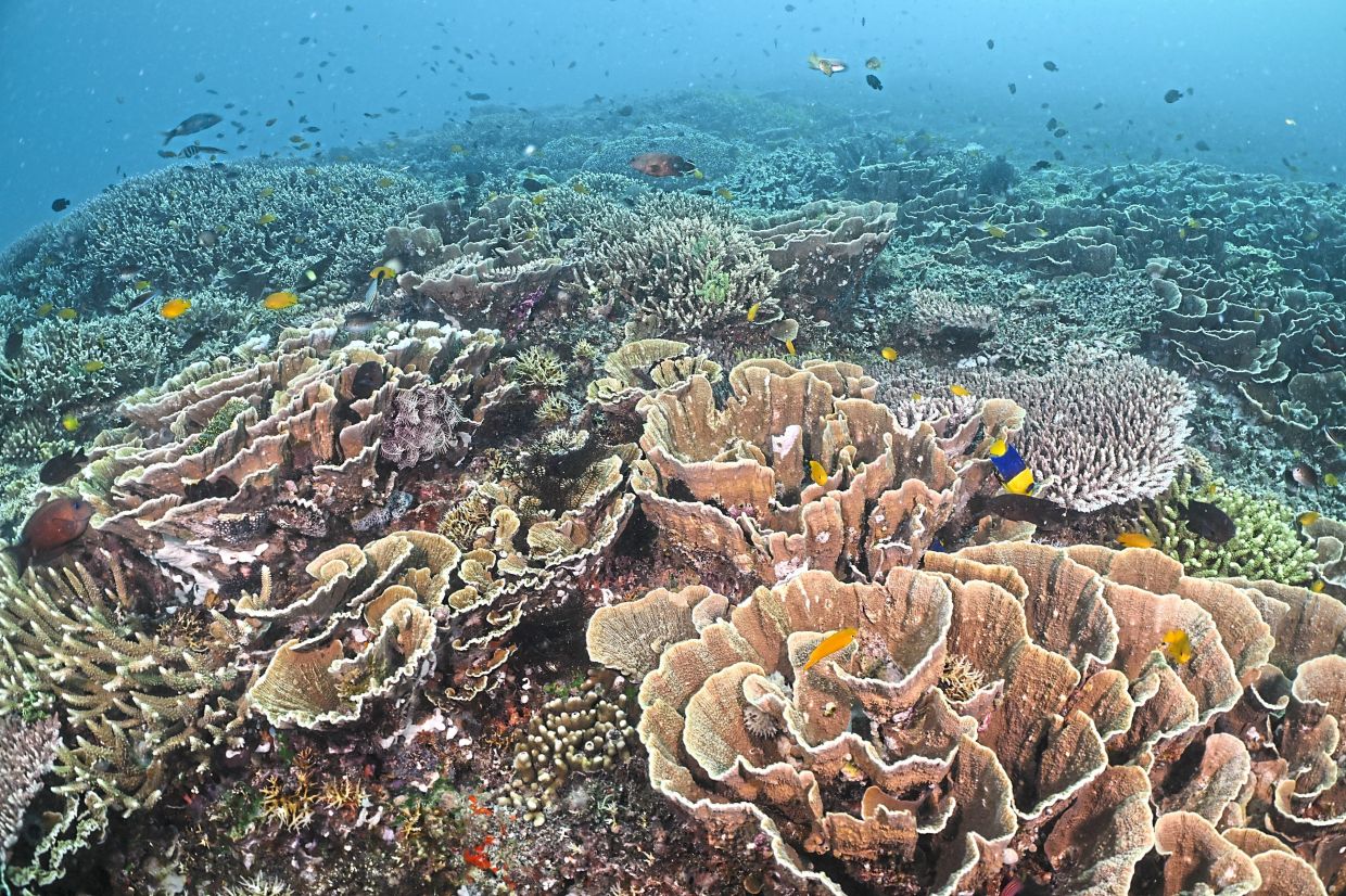 A conservation group is trying to revive a coral reef ruined by bombs and climate change with an artificial one built using concrete and 3-D printed moulds.