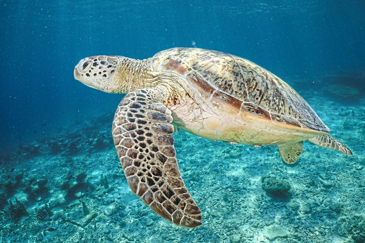 A green sea turtle swims above the degraded reef surrounding the area.