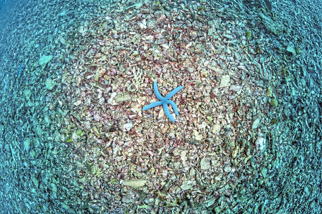 A blue sea star is surrounded by coral and reef reduced to rubble by blast fishing.