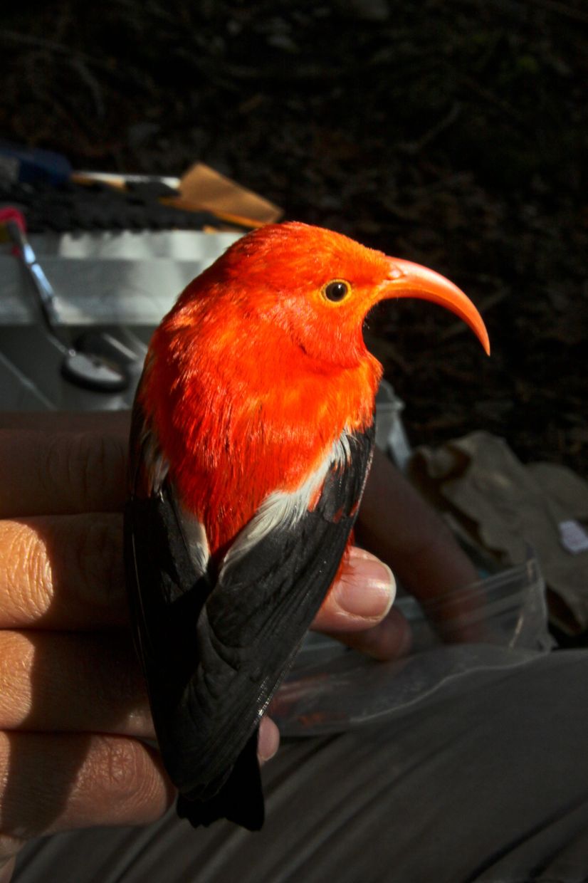 An ‘i‘iwi (Drepanis coccinea), one of the species of Hawaiian honeycreeper birds that researchers found to be involved in nest thievery.