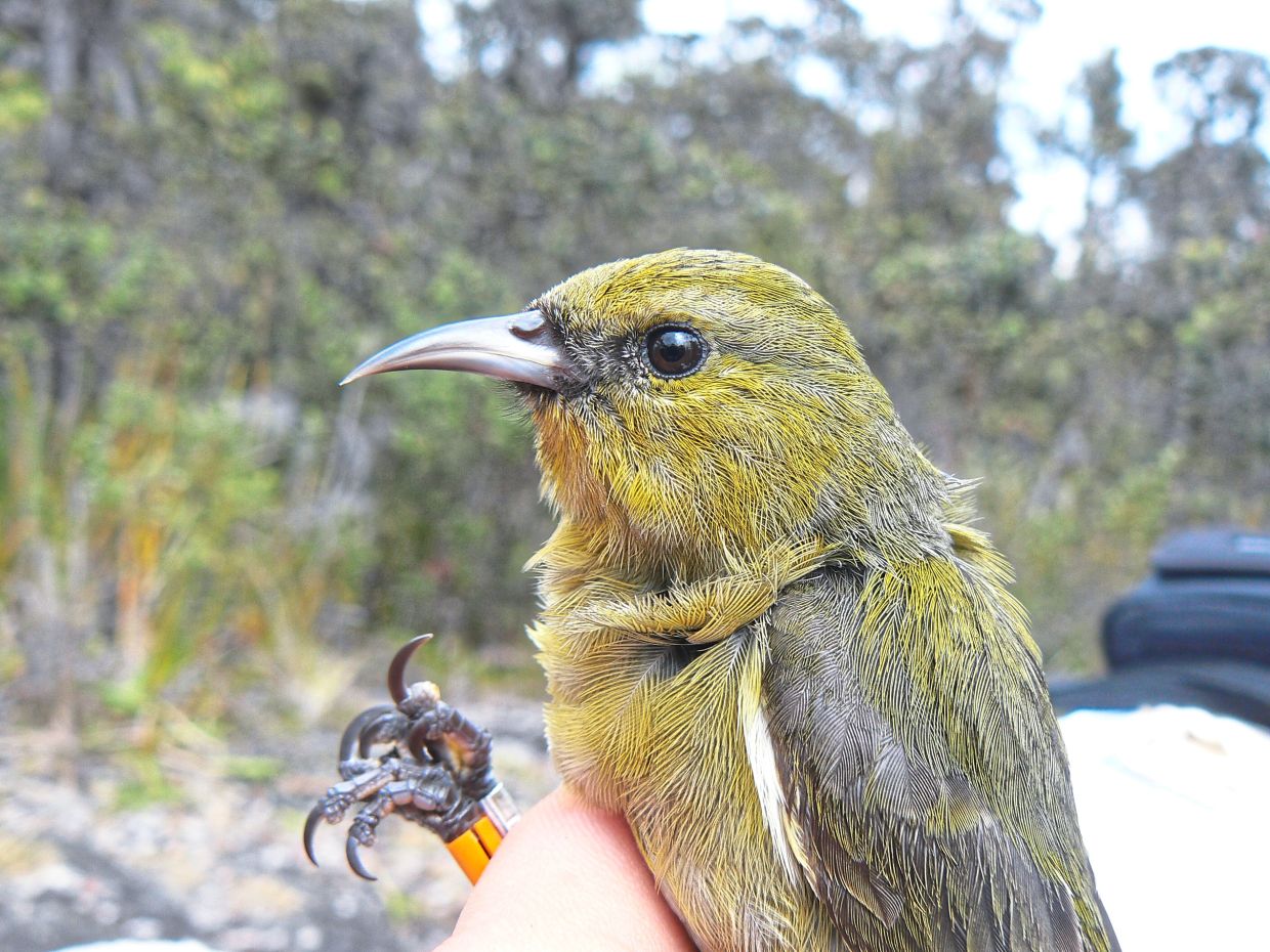 Building nests is hard – That's why some birds steal