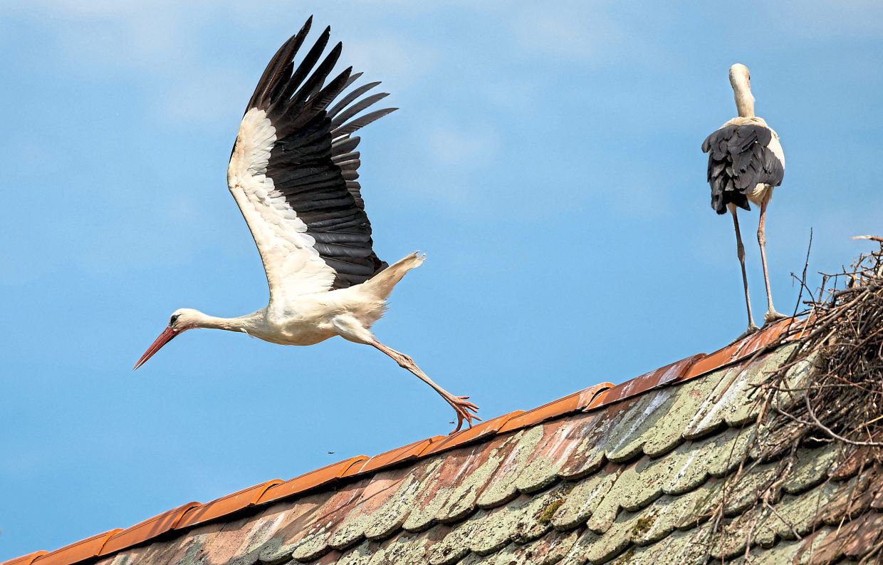 A stork takes off from the roof of an old house in Cigoc.