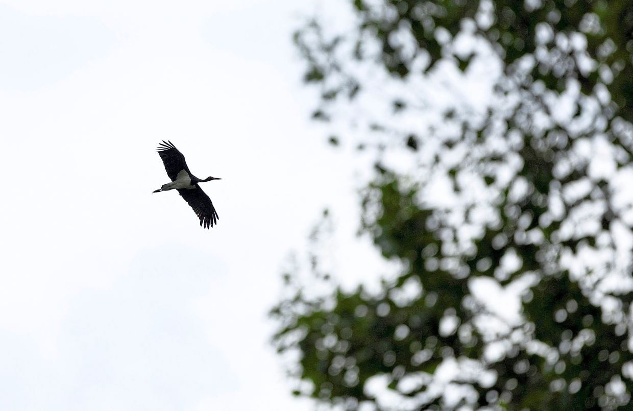 Spring brings flocks of noisy visitors to the Croatian village of Cigoc, outnumbering the locals.