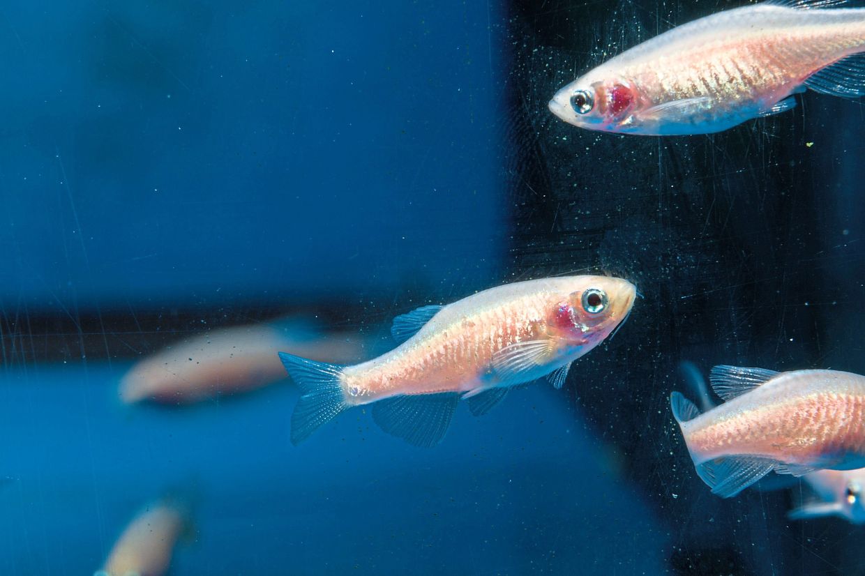 Fish sleep a lot like us, and they even nap