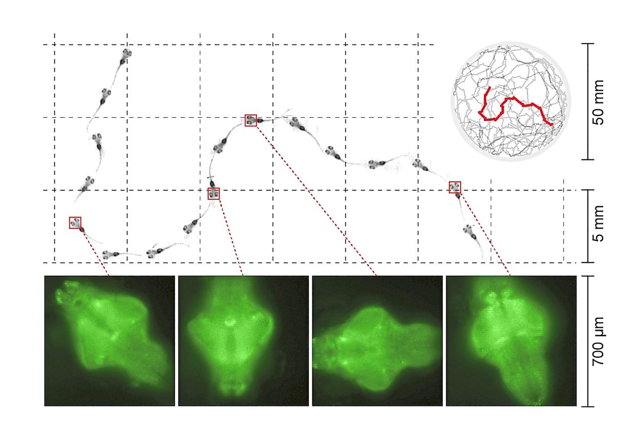 By tracking eye movements in zebrafish, researchers identified four different types of sleep, analogous to the complex sleep patterns of humans and other animals.