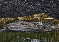 Century-old crocodile farm to keep going