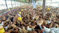 Cambodia confirms fifth human case of bird flu in 2026