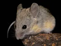 What a tiny mouse teaches us about the resilience of life