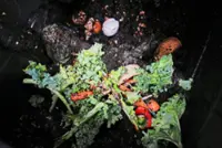 The case for compost: How to make 'black gold' for your garden