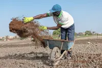 Iran war forces farmers to seek fertiliser alternatives from cow dung to compost