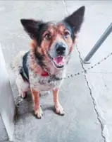 Heart And Soul: The devastating loss of a pet