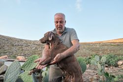 Animal rescuer cares for pets and livestock stranded by war in Lebanon