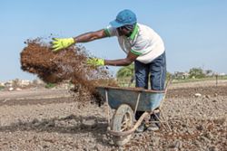 Iran war forces farmers to seek fertiliser alternatives from cow dung to compost