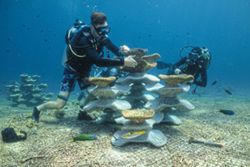 Can concrete molds revive coral reefs in Malaysia ruined by bombs and climate change?