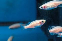 Fish sleep a lot like us, and they even nap
